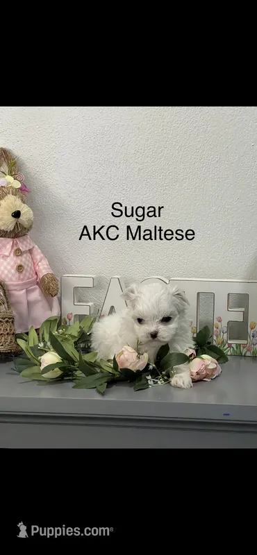 AKC Little Sugar Girl Maltese  – Maltese puppy on hold in Niles, MI