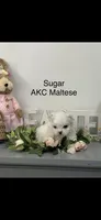AKC Little Sugar Girl Maltese , a female Maltese for sale in Niles, MI – Photo 1 of 7