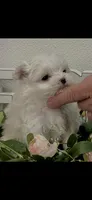 AKC Little Sugar Girl Maltese , a female Maltese for sale in Niles, MI – Photo 2 of 7