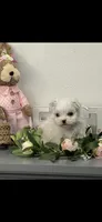 AKC Little Sugar Girl Maltese , a female Maltese for sale in Niles, MI – Photo 6 of 7