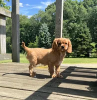 Max Cavalier King Charles Puppy, a male Cavalier King Charles Spaniel for sale in Niles, MI – 2 of 4