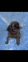 AKC Wesley Cavalier King Charles, a male Cavalier King Charles Spaniel for sale in Niles, MI – 2 of 7