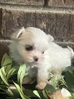 Precious Super Tiny Maltese, a female Maltese for sale in Niles, MI – 2 of 6