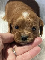 Anna Ruby Red Cavapoo Puppy, a female Cavapoo for sale in Niles, MI – 4 of 4