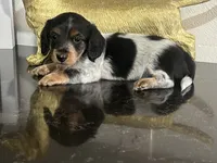 AKC Noodle Female Mini Dachshund Puppy, a female Miniature Dachshund for sale in Niles, MI – 2 of 6