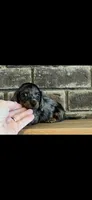 AKC Shelly Blue Miniature Dachshund Female Puppy, a female Miniature Dachshund for sale in Niles, MI – 2 of 9