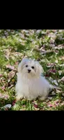 Pebbles Tiny Maltese Female Puppy, a female Maltese for sale in Niles, MI – 8 of 9