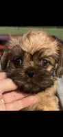 Sophie Brussels Griffon, a female Brussels Griffon for sale in Niles, MI – 4 of 5