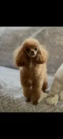 Tiny Bitsy AKC Toy Poodle Female Puppy, a female Poodle - Toy  for sale in Niles, MI – 6 of 6