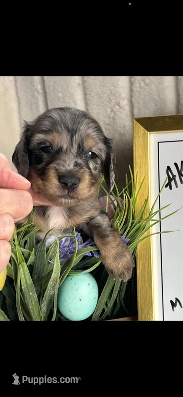 AKC Simon Miniature Dachshund Puppy – Miniature Dachshund puppy for sale in Niles, MI