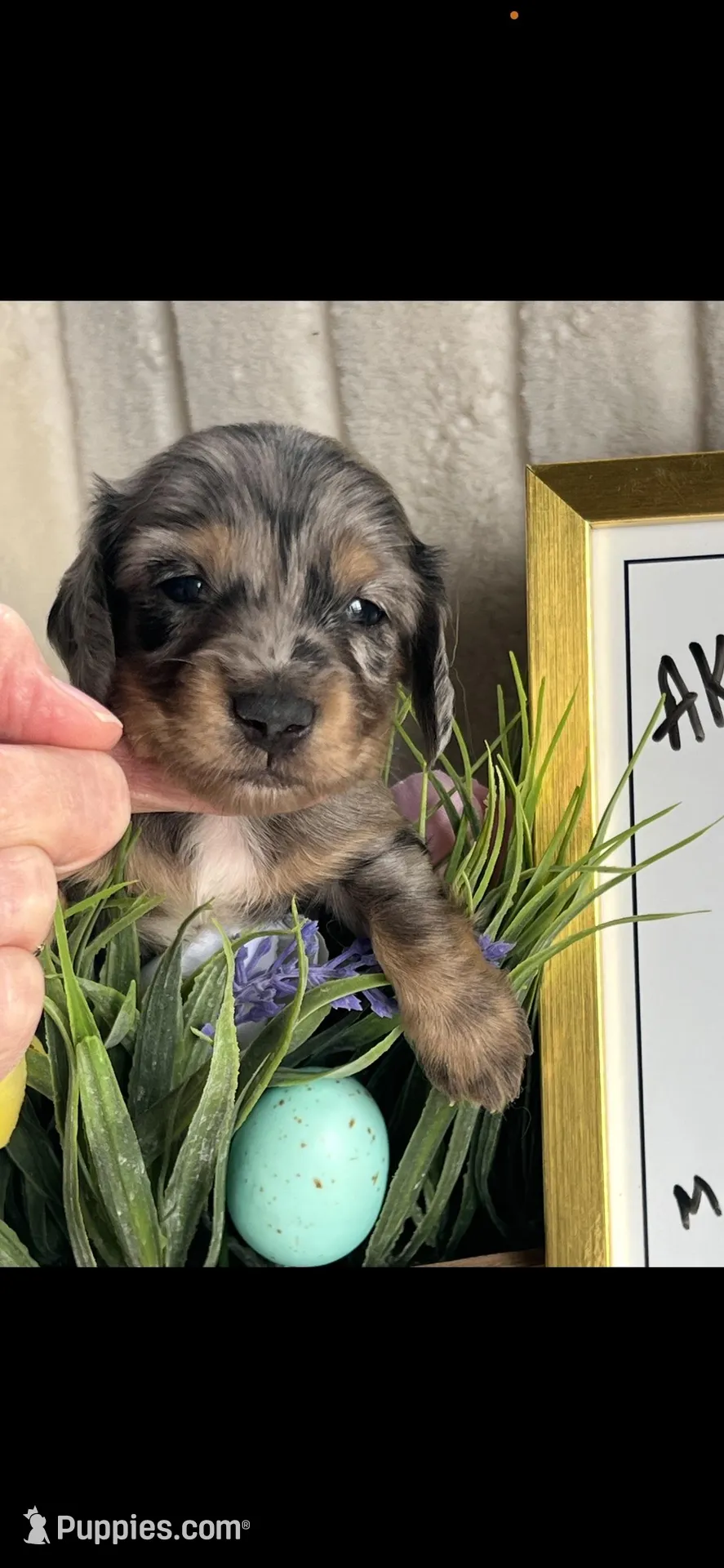 AKC Symon Miniature Dachshund Puppy, a male Miniature Dachshund for sale in Niles, MI – Photo 1 of 8