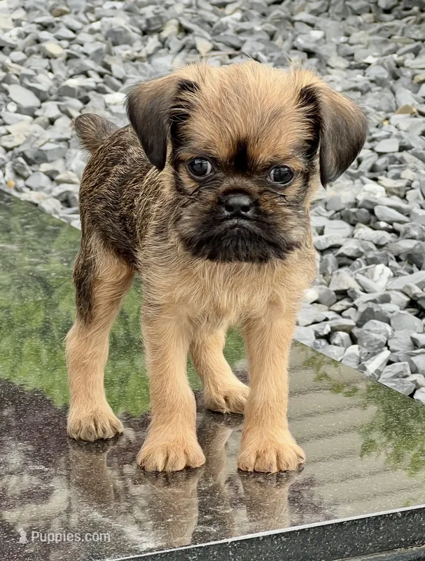 Tiny AKC Doc Brussels Griffon – Brussels Griffon puppy for sale in Niles, MI