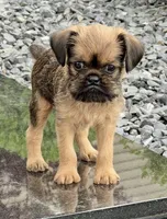 Tiny AKC Doc Brussels Griffon, a male Brussels Griffon for sale in Niles, MI – 1 of 6