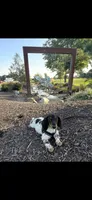 AKC Shelly Blue Miniature Dachshund Female Puppy, a female Miniature Dachshund for sale in Niles, MI – 8 of 9