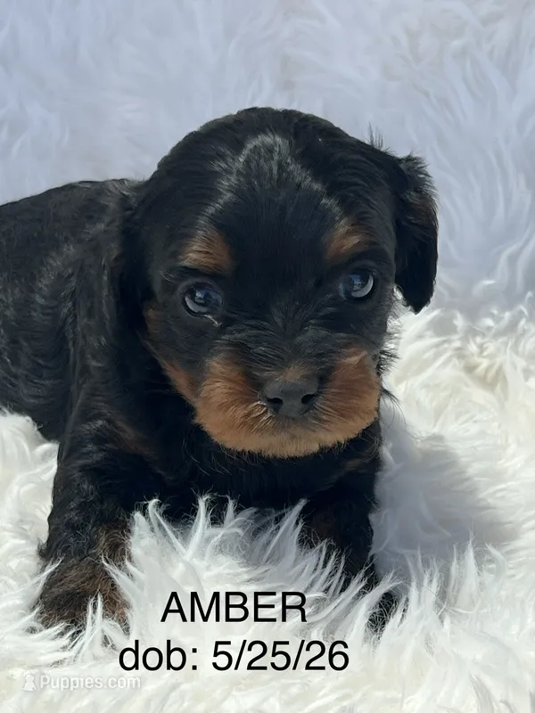 Amber Black n Tan Cavapoo Puppy – Cavapoo puppy for sale in Niles, MI