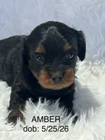 Amber Black n Tan Cavapoo Puppy, a female Cavapoo for sale in Niles, MI – 1 of 4