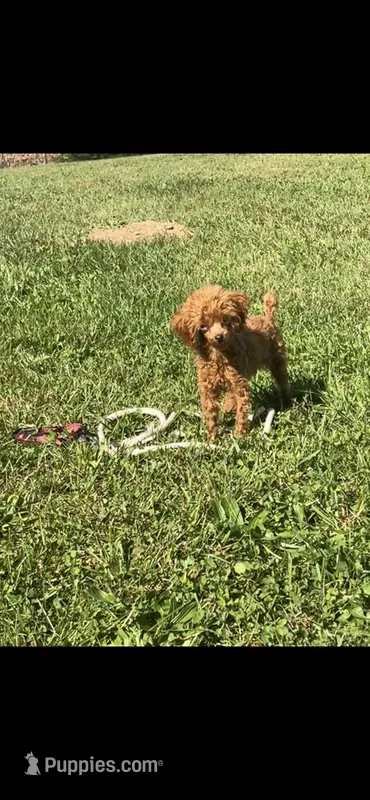 Tiny Bitsy AKC Toy Poodle Female Puppy – Poodle - Toy  puppy for sale in Niles, MI