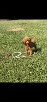 Tiny Bitsy AKC Toy Poodle Female Puppy, a female Poodle - Toy  for sale in Niles, MI – 1 of 6