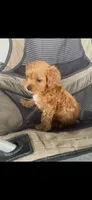 Arthur Ruby Cavapoo Puppy, a male Cavapoo for sale in Niles, MI – 4 of 5
