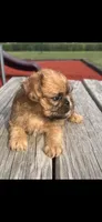 Stella Brussels Griffon Puppy, a female Brussels Griffon for sale in Niles, MI – 2 of 4
