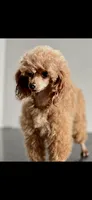 Tiny Bitsy AKC Toy Poodle Female Puppy, a female Poodle - Toy  for sale in Niles, MI – 5 of 6