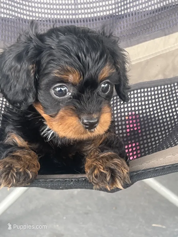 Amber Black n Tan Cavapoo Puppy – Cavapoo puppy for sale in Niles, MI