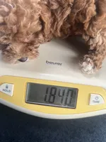 1 1/2 lbs AKC Socks Toy Poodle Female , a female Poodle - Toy  for sale in Niles, MI – 5 of 6