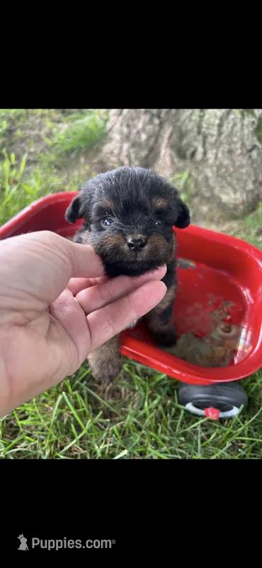 Gucci Little Female Pomapoo  – Pomapoo puppy for sale in Niles, MI