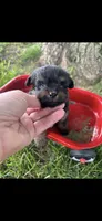 Gucci Little Female Pomapoo , a female Pomapoo for sale in Niles, MI – 1 of 4