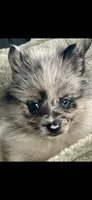 Bluey, a female Pomsky for sale in Niles, MI – 2 of 3