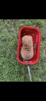 Lucy Little Female Pomapoo, a female Pomapoo for sale in Niles, MI – 2 of 4