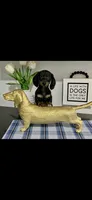 AKC Cole Miniature Dachshund Male Puppy, a male Miniature Dachshund for sale in Niles, MI – 3 of 4
