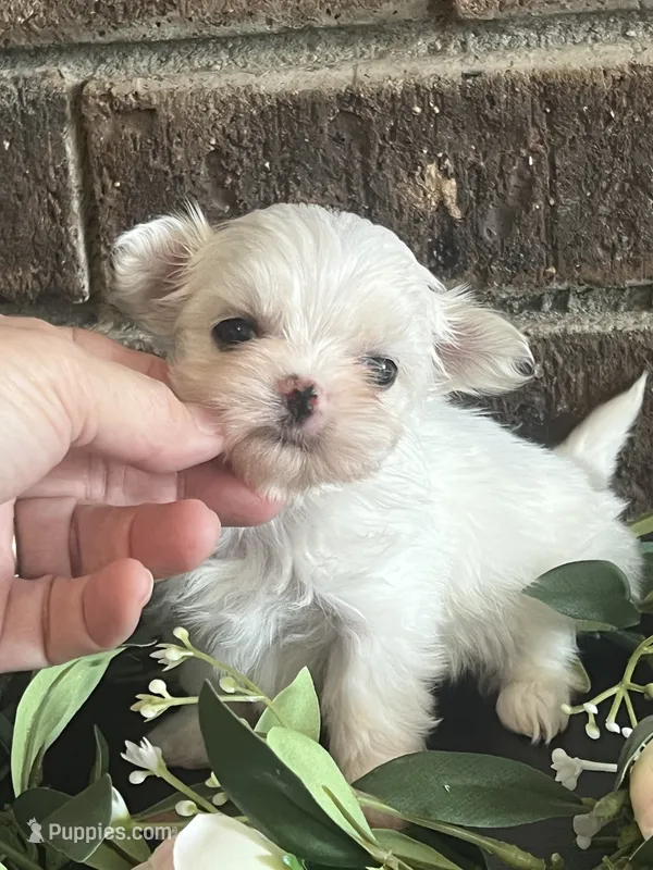 Precious Super Tiny Maltese – Maltese puppy for sale in Niles, MI