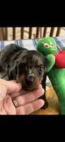 AKC Shelly Blue Miniature Dachshund Female Puppy, a female Miniature Dachshund for sale in Niles, MI – 5 of 9