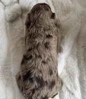 Willow Small Mini Goldendoodle , a female Miniature Goldendoodle for sale in Niles, MI – Photo 2 of 6