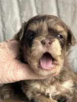 Willow Small Mini Goldendoodle , a female Miniature Goldendoodle for sale in Niles, MI – Photo 3 of 6