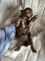 Willow Small Mini Goldendoodle , a female Miniature Goldendoodle for sale in Niles, MI – Photo 6 of 6