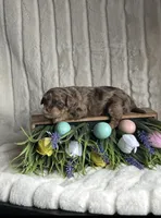 Willow Small Mini Goldendoodle , a female Miniature Goldendoodle for sale in Niles, MI – Photo 4 of 6