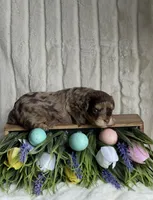 Willow Small Mini Goldendoodle , a female Miniature Goldendoodle for sale in Niles, MI – Photo 5 of 6