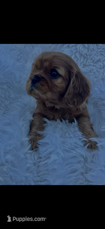 AKC Wesley Cavalier King Charles – Cavalier King Charles Spaniel puppy for sale in Niles, MI