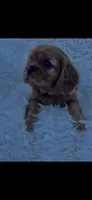 AKC Wesley Cavalier King Charles, a male Cavalier King Charles Spaniel for sale in Niles, MI – 1 of 7