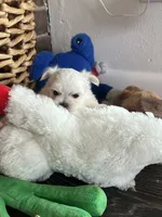 Pebbles Tiny Maltese Female Puppy, a female Maltese for sale in Niles, MI – 9 of 9