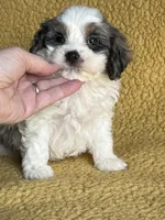 Mugsy Cavapoo, a male Cavapoo for sale in Niles, MI – Photo 3 of 5