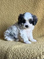 Mugsy Cavapoo, a male Cavapoo for sale in Niles, MI – Photo 2 of 5