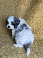 Mugsy Cavapoo, a male Cavapoo for sale in Niles, MI – Photo 5 of 5
