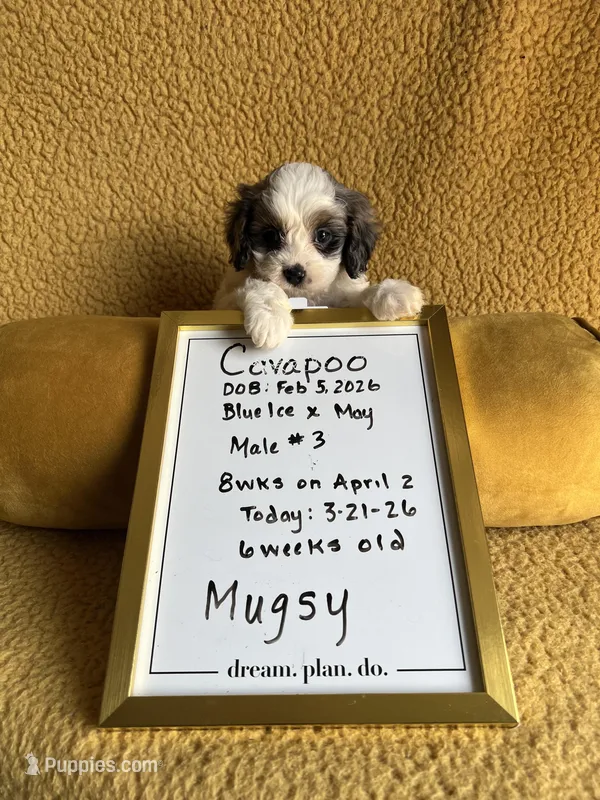 Mugsy Cavapoo – Cavapoo puppy for sale in Niles, MI