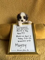 Mugsy Cavapoo, a male Cavapoo for sale in Niles, MI – Photo 1 of 5