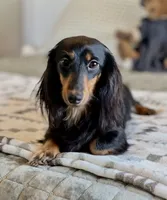 AKC Noodle Female Mini Dachshund Puppy, a female Miniature Dachshund for sale in Niles, MI – 6 of 6