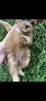 Lucy Little Female Pomapoo, a female Pomapoo for sale in Niles, MI – 3 of 4
