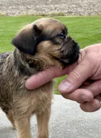 Tiny AKC Doc Brussels Griffon, a male Brussels Griffon for sale in Niles, MI – 3 of 6